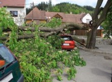 Kwikfynd Tree Cutting Services
gorokan