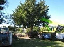 Kwikfynd Tree Management Services
gorokan