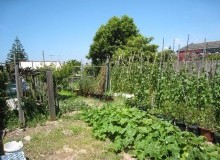 Kwikfynd Vegetable Gardens
gorokan